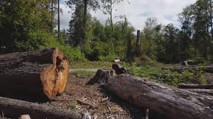 Best Lot and Land Clearing  in Walden, TN