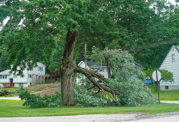 Professional Tree Removal in Walden, TN