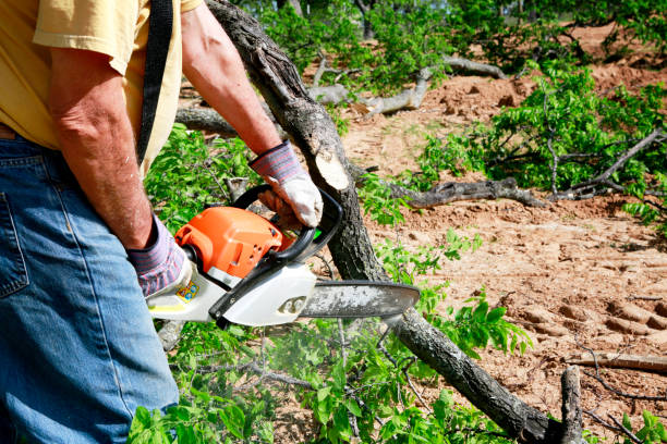 Best Storm Damage Tree Cleanup  in Walden, TN
