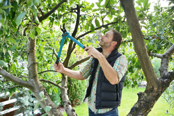 Best Tree and Shrub Care  in Walden, TN